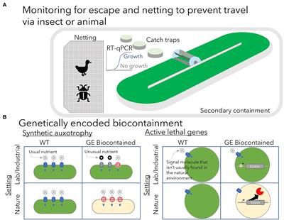 Biocontainment of Genetically Engineered Algae